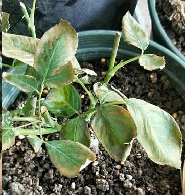 月季花突然出现大量黄叶