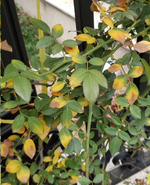 月季花突然出现大量黄叶