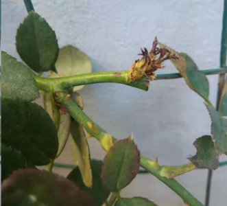 月季新芽枯萎后还有救吗？ 月季新芽干枯干枯了还能活吗？