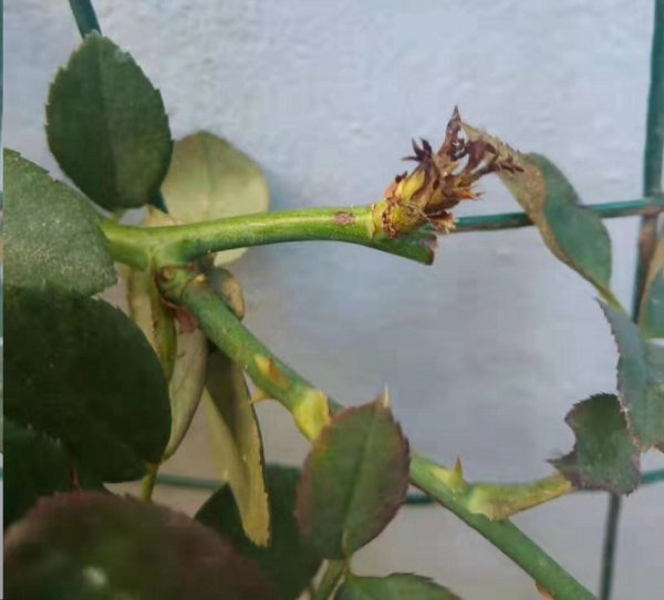 月季新芽干枯干枯了还能活吗？