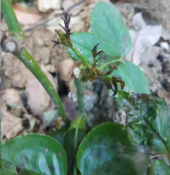 月季新芽干枯干枯了还能活吗？