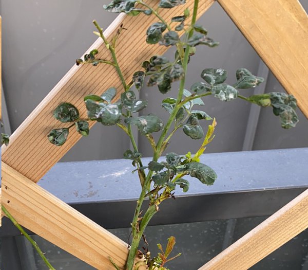 月季新芽干枯干枯了还能活吗？