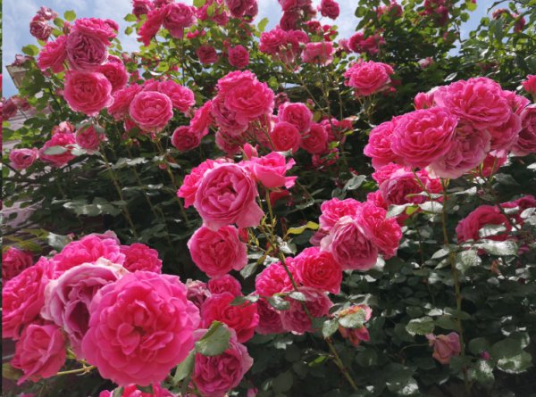 月季新芽干枯干枯了还能活吗？