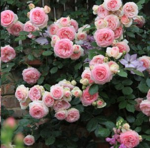 夏藤本月季花柱如何绑扎？ 入夏藤本月季花柱怎么绑？