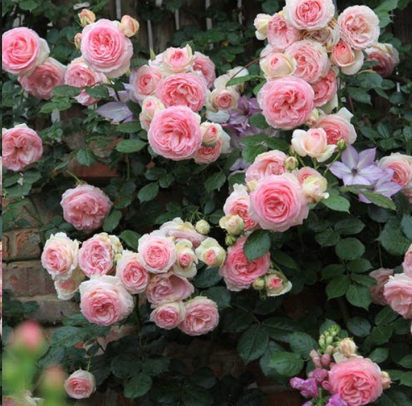 入夏藤本月季花柱怎么绑？