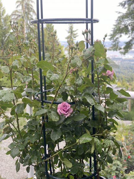 入夏藤本月季花柱怎么绑？