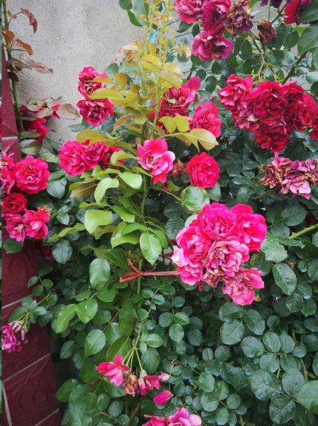 入夏藤本月季花柱怎么绑？