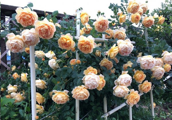 入夏藤本月季花柱怎么绑？