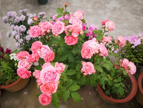 月季花每次只开一朵花？