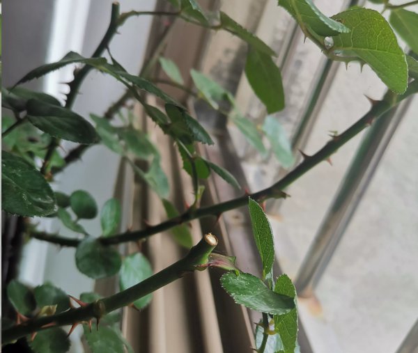 月季花每次只开一朵花？