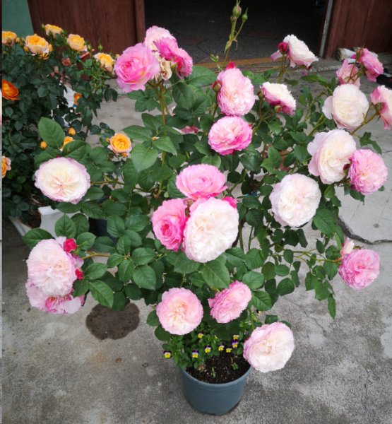 月季花每次只开一朵花？