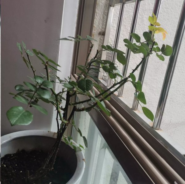 月季花每次只开一朵花？
