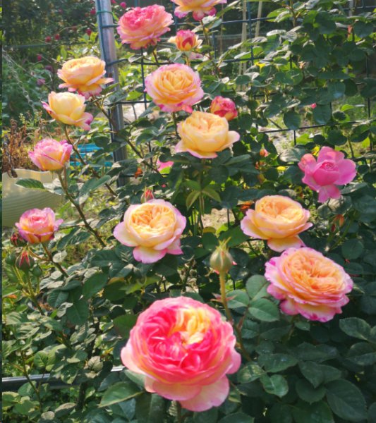 月季花每次只开一朵花？