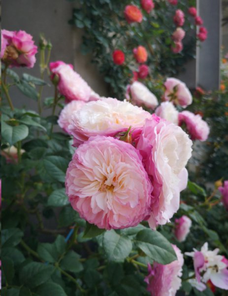 月季花每次只开一朵花？