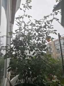 为何藤本月季不开花？ 藤本月季为什么不开花？