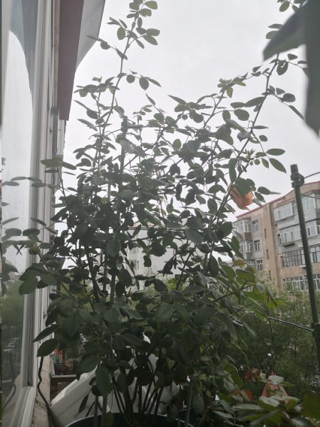 藤本月季为什么不开花？