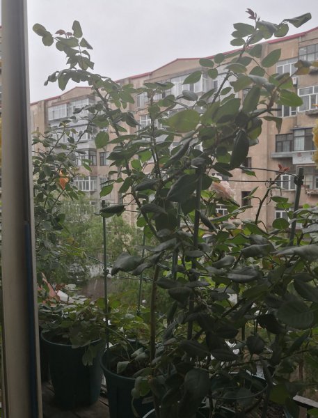 藤本月季为什么不开花？