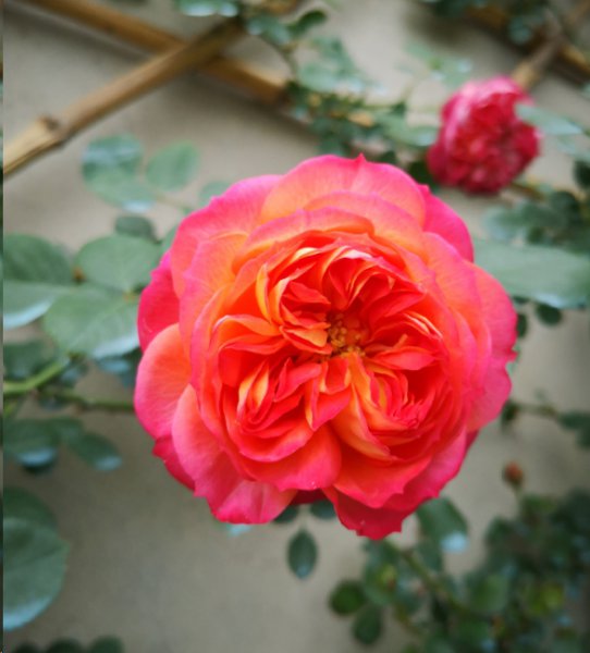 藤本月季为什么不开花？