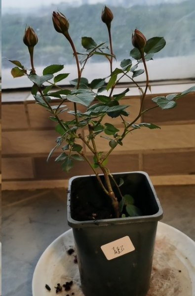 月季苗越养越小？