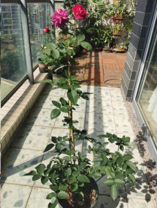 月季花的生长如何控制？ 月季花越长越高怎么办？