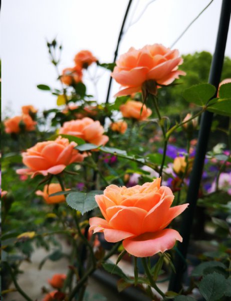 月季花越长越高怎么办？