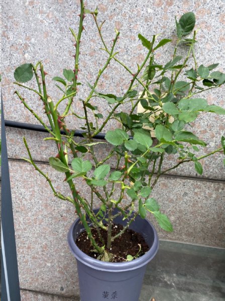 月季花越长越高怎么办？
