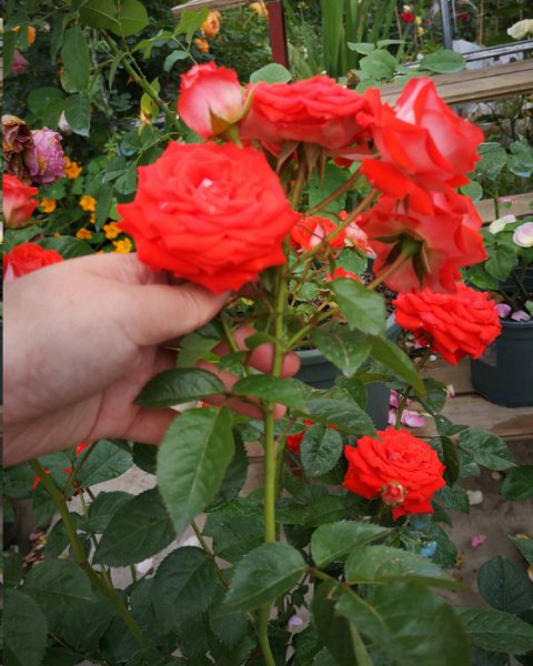 月季花越长越高怎么办？