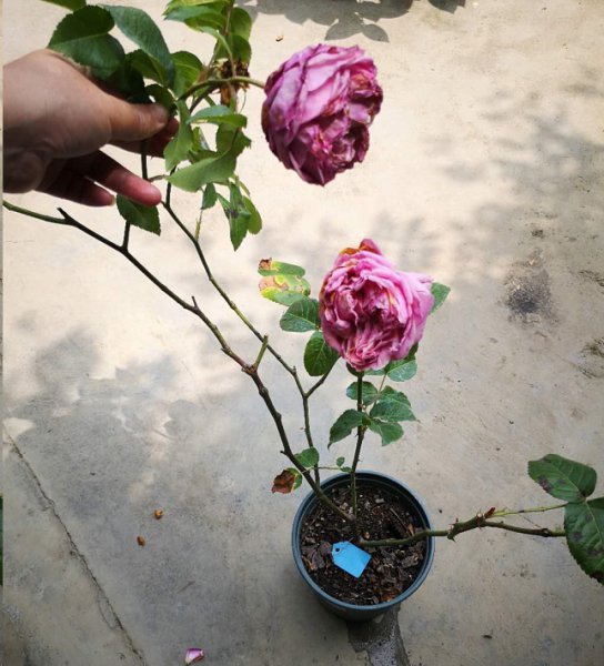 月季花越长越高怎么办？