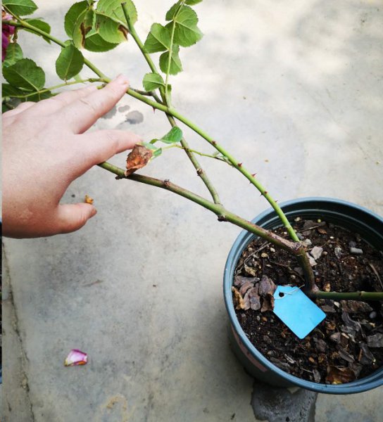 月季花越长越高怎么办？