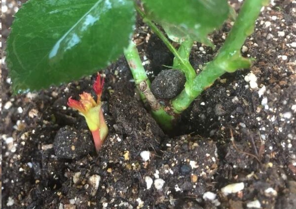 月季花越长越高怎么办？