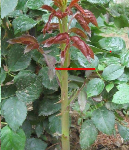 月季花越长越高怎么办？