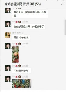 月季被曝晒怎么办？ 月季被晒伤怎么办？