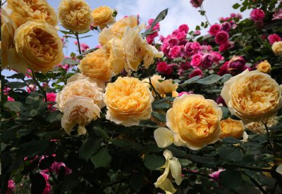 月季花后如何养护？ 月季花后如何进行养护？