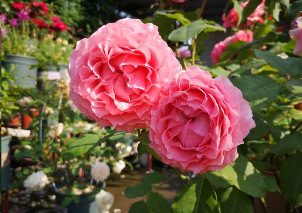 月季花后如何养护？