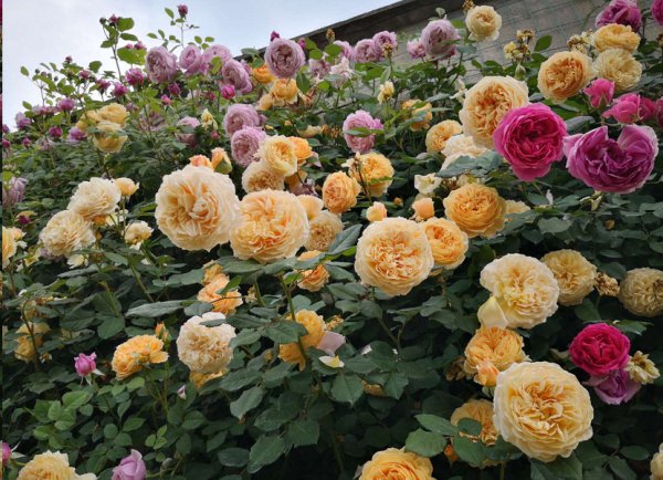 月季花后如何养护？