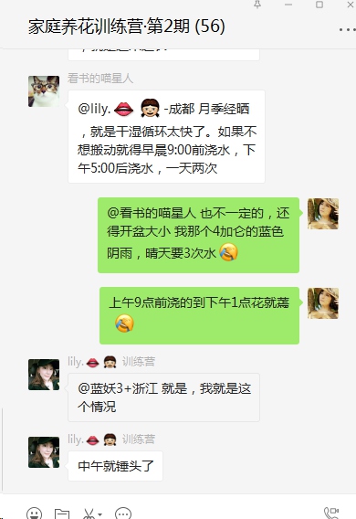 月季被晒伤怎么办？
