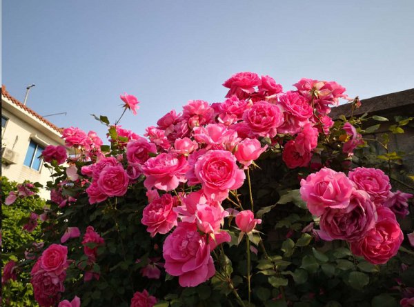 月季花后如何养护？