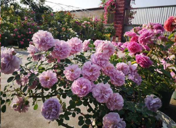 月季花后如何养护？
