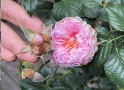 为何月季花蕾会枯萎？ 月季花苞枯萎是什么原因？