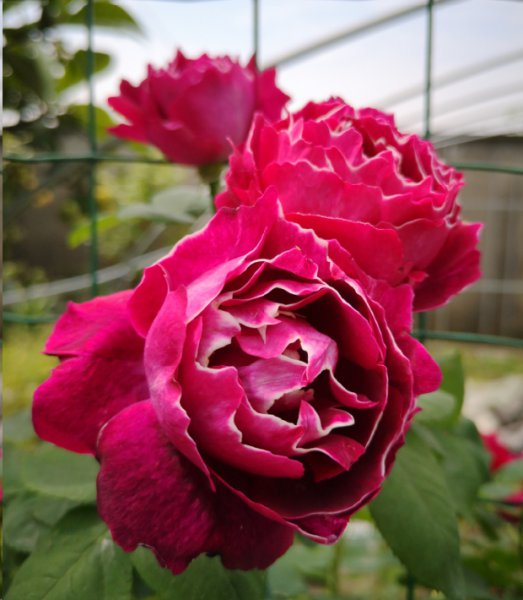 月季花怎么施冬肥？