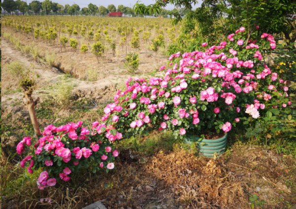 月季花怎么施冬肥？