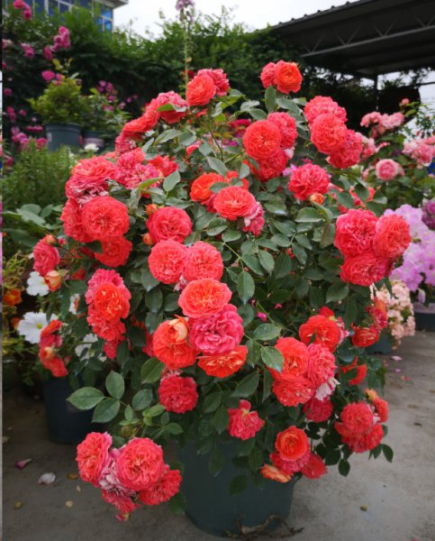 月季花怎么施冬肥？
