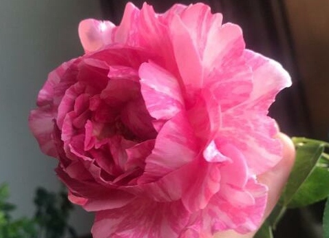 伊芙飞溅月季-伊芙飞溅月季优缺点怎么样