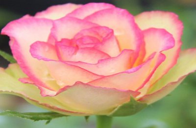 梦露月季花介绍 梦露月季是勤花吗