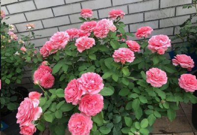 地栽月季花长不好的原因？ 为何月季花在以地栽种时长势不佳？
