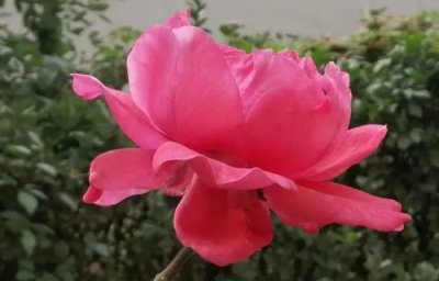 春天入手月季苗这个坑 春季采购月季苗注意事项