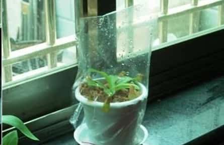 快要死的花用这种方法能够救过来