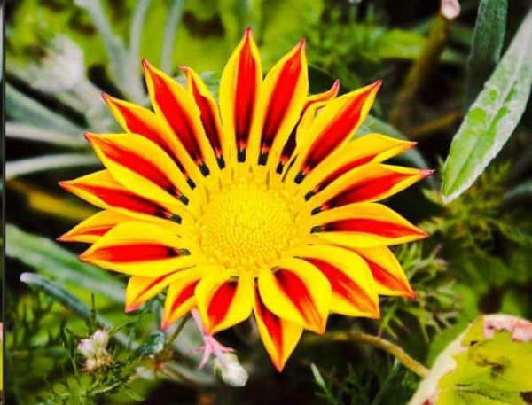 为什么你的花活不过2年？