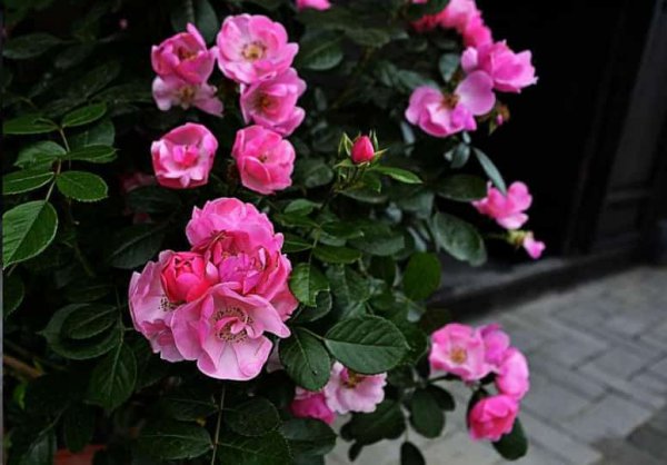 为什么你的花活不过2年？