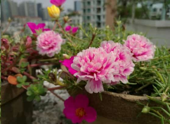 这些花都是爆盆利器